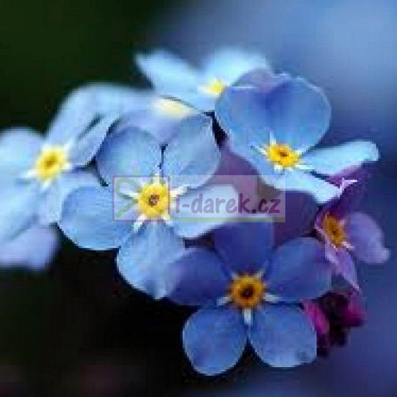 Vypestovanie kvetinky v plechovke - Nezábudka, Forget me not